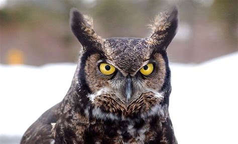 The 9 owls of Illinois