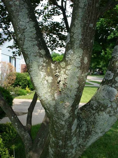 Japanese Maple Tree Bark Diseases Pictures - nacionefimera