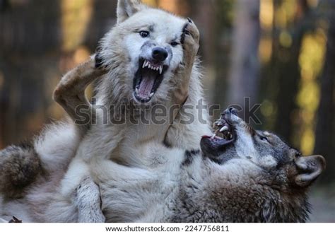 3,587 Fighting Wolf Images, Stock Photos & Vectors | Shutterstock