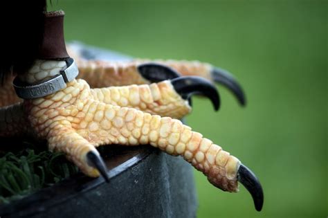 Premium Photo | Closeup view of the claws of an eagle marked with a identification ring.