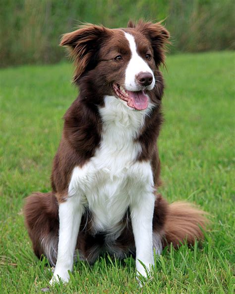 The dog in world: Collie dogs