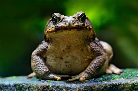 Queenslanders to battle cane toads - UniQuest