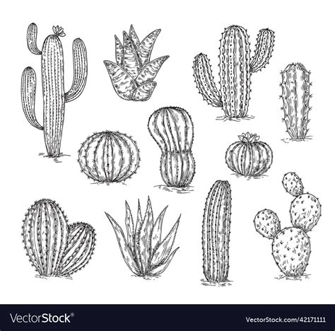 Sketch cacti collection cactus drawing ink Vector Image