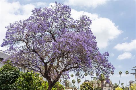 Jacaranda Tree: Plant Care & Growing Guide