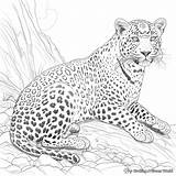 Leopard Coloring Pages  Free & Printable sketch template