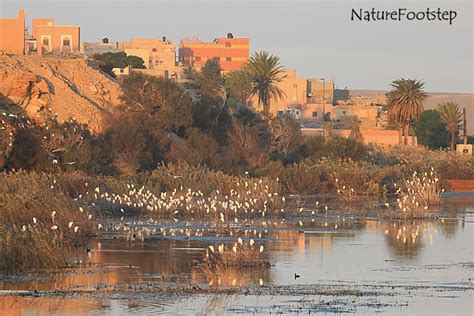 NatureFootsteps Travels: 121120 Morocco Day 11 Tuesday, Laayoune - Tan ...