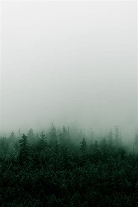 Misty Mountain Forest in the Rain. Dark green aesthetic, Fog graphy, Mountain aesthetic, Dark ...