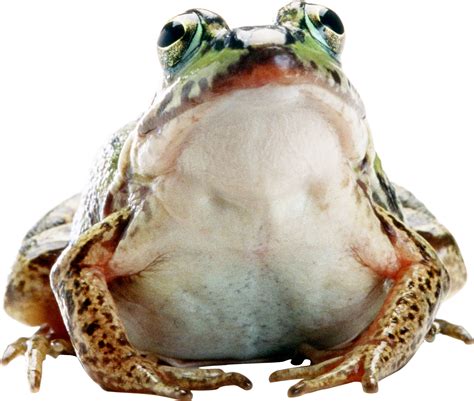 Frog Sitting Png