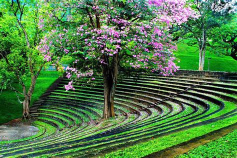 Sustaining vistas of Peradeniya Campus landscape beyond 80 years-by By Professor Emeritus Nimal ...