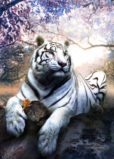 'White Tiger' Poster by Walter Bruneel | Displate | Tiger poster ...