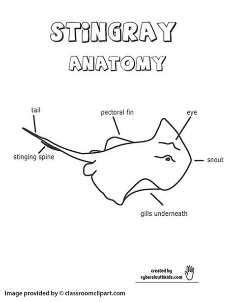 stingray anatomy outline printout – cybersleuthkids