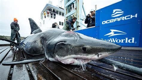 What attacked a 13-foot great white shark pulled from the ocean? One that is even bigger