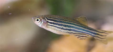 Zebra Danio Behaviour Shoaling Habitat Size Water PH Feeding and ...