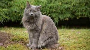 13 Of The Best Outdoor Cat Breeds You Should Know About