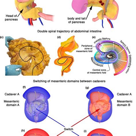 (PDF) Mesentery — a ‘New’ organ