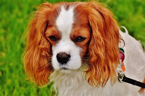 10 Cavalier King Charles Spaniel Health Problems to Monitor - Mom, Are We There Yet?