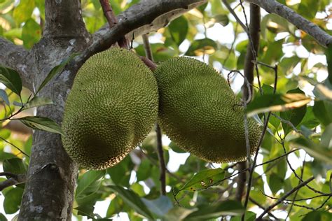 Jackfruit Kerala Green - Free photo on Pixabay - Pixabay