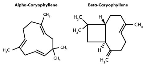 Terpene University: Part 3 - Caryophyllene - Omega Equipment & Supply Blog