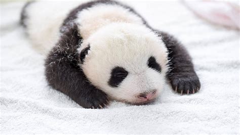 Panda Babies Sleeping In Baskets Make Their First Public Appearance At Chinese Panda Breeding ...