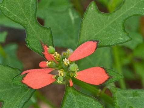 20 Great American Wildflowers | HGTV