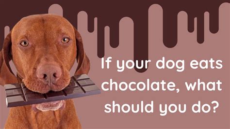 Does Chocolate Kill Dogs