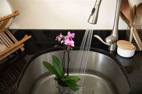 How to Water Orchids Correctly