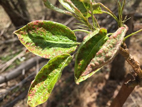 Pear blister mites - General Fruit Growing - Growing Fruit