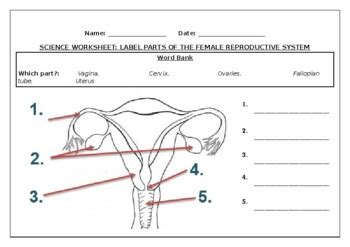 Female Reproductive System Diagram Labeled For Kids