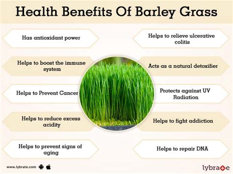 The Great Benefits of Barley Grass --- Transfagarasan Media