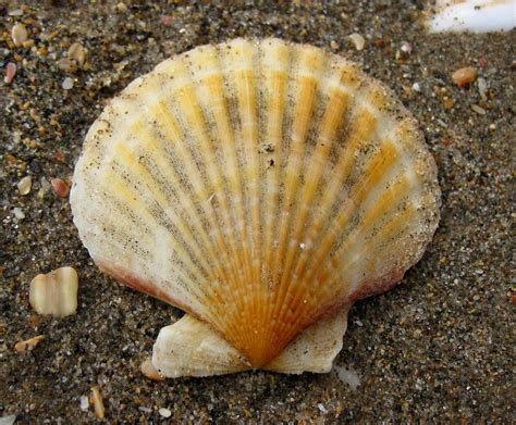 Scallop shell - a photo on Flickriver