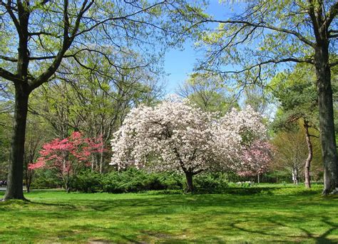 Common Dogwood Tree Diseases (with Identifications & Treatments ...