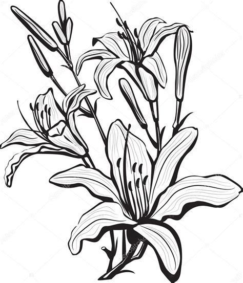 Daylily Drawing | Free download on ClipArtMag