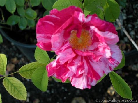 Rosa Mundi (R. gallica versicolor) – Rogue Valley Roses