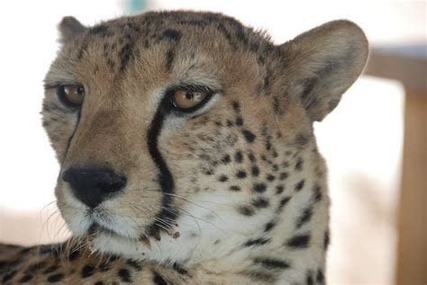 At Al Ain Zoo.... Clicked by Neil C. | Zoo, Animals, Al ain