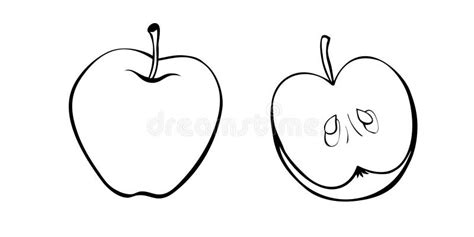 Vector Contour Drawing of Whole and Cut in Half Apple in Doodle Style ...