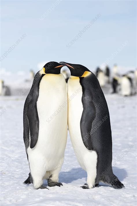 Emperor penguin breeding pair - Stock Image - C045/8897 - Science Photo ...