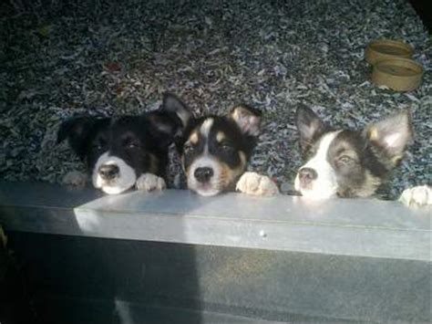 Welsh Sheepdog Puppies