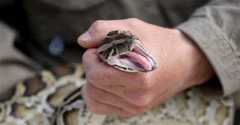 Snake Hunters Descend on Florida Everglades for Python-Killing Challenge - NBC News