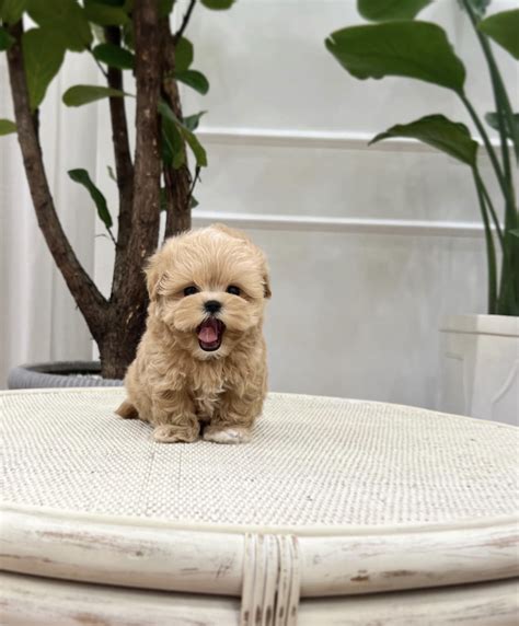 Teacup maltipoo puppies for sale/Maltipoo teacup puppies for sale