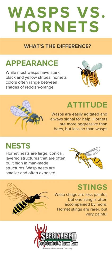 Wasp vs Hornet: What's the Difference? - Northern Utah