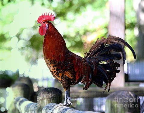 Crowing Red Junglefowl Rooster Photograph by Catherine Sherman - Fine ...