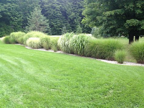 Ornamental grasses as a border. | Ornamental grasses, Landscape, Grass