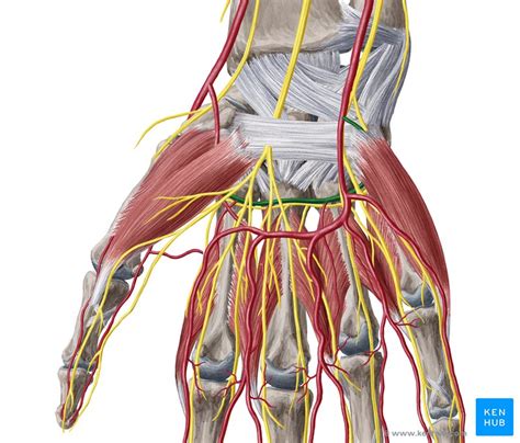 Deep palmar arch: Anatomy, branches, supply | Kenhub