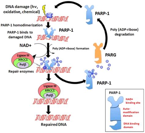 mal humor Vueltas y vueltas borde parp inhibitor mechanism of action Nuevo significado Embutido ...