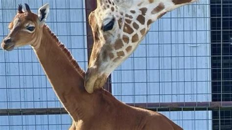 The only spotless giraffe calf in the world | KidsNews