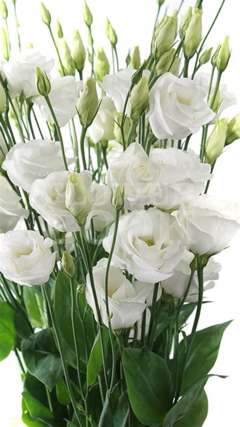 Lisianthus D Rosita White | Lisianthus flowers, August flowers ...