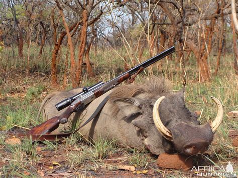 16.5 inch Warthog hunted in CAR with Central African Wildlife ...