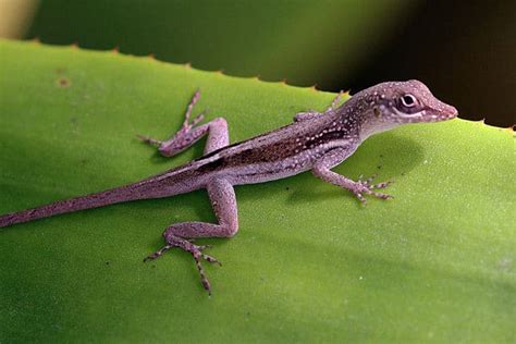 What Are Florida Brown Lizards - Lawn Care Extraordinaire