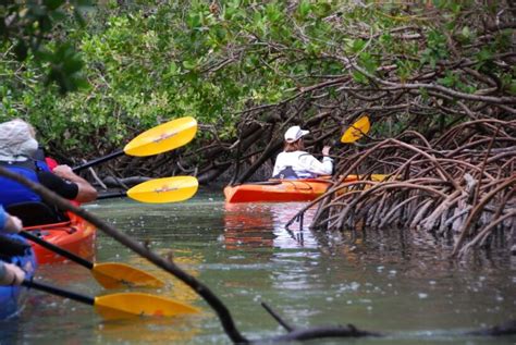 Mangrove Kayaking Tour - DRT Holidays