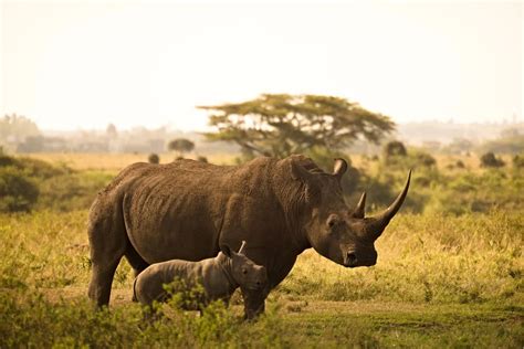 Why are Rhinos Endangered? - Environment Co